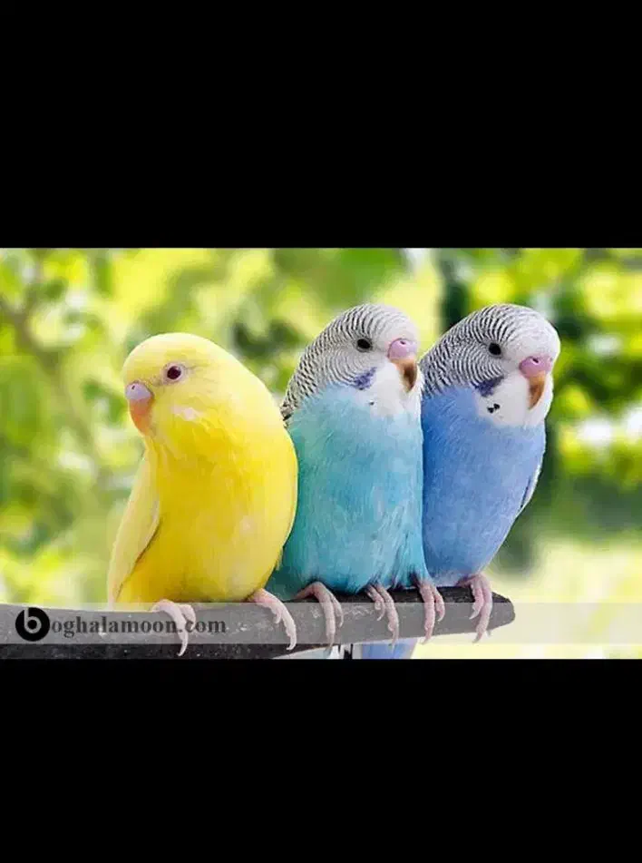 مرغ عشق معاوظه بامرغ خروس اردک|پرنده|قرچک, مهدیه|دیوار