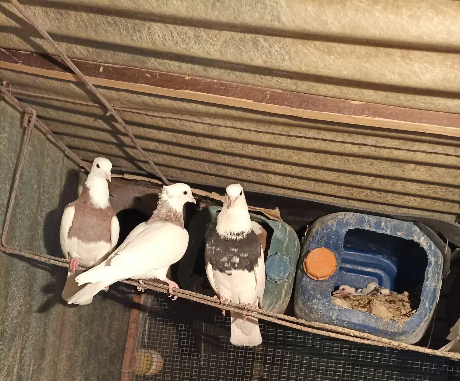 کفتر طوقی فنچ|پرنده|ری, حمزهآباد|دیوار