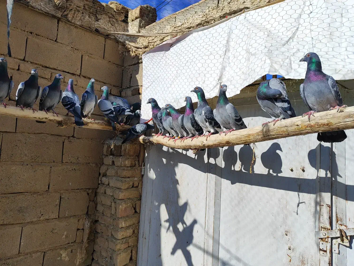 کبوتر پلاکی نر و ماده تبریز|پرنده|شیراز, سرو|دیوار