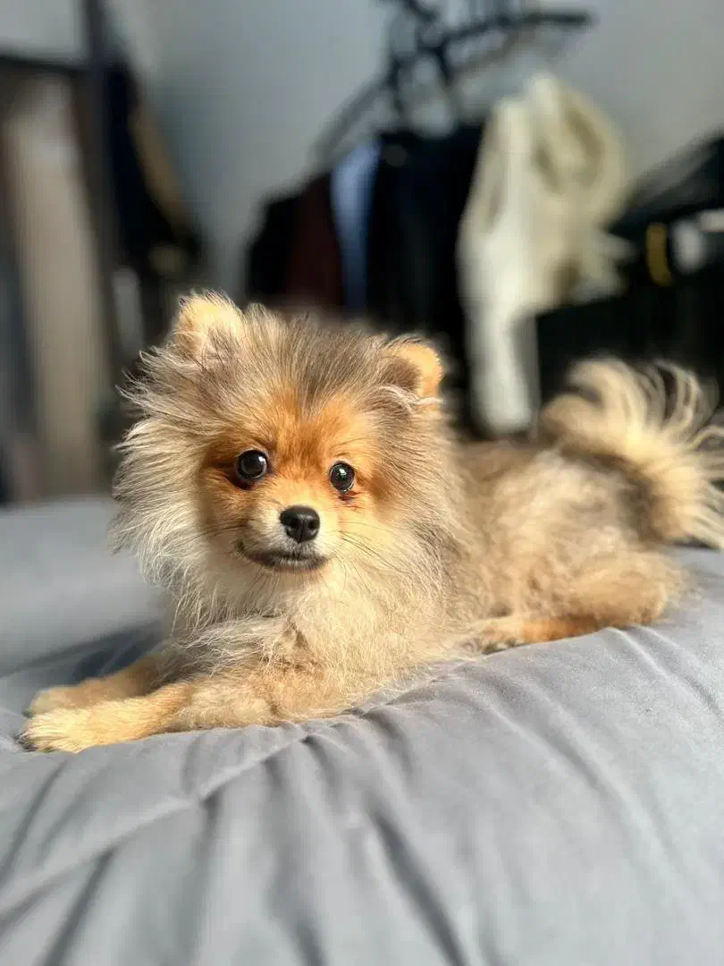 سگ پامر روباهی|سگ|رشت, دروازه لاکان|دیوار