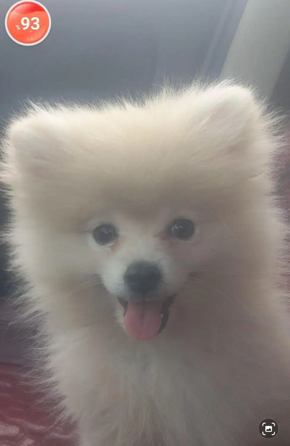 فروش سگ پامرین|سگ|بوئین زهرا, |دیوار