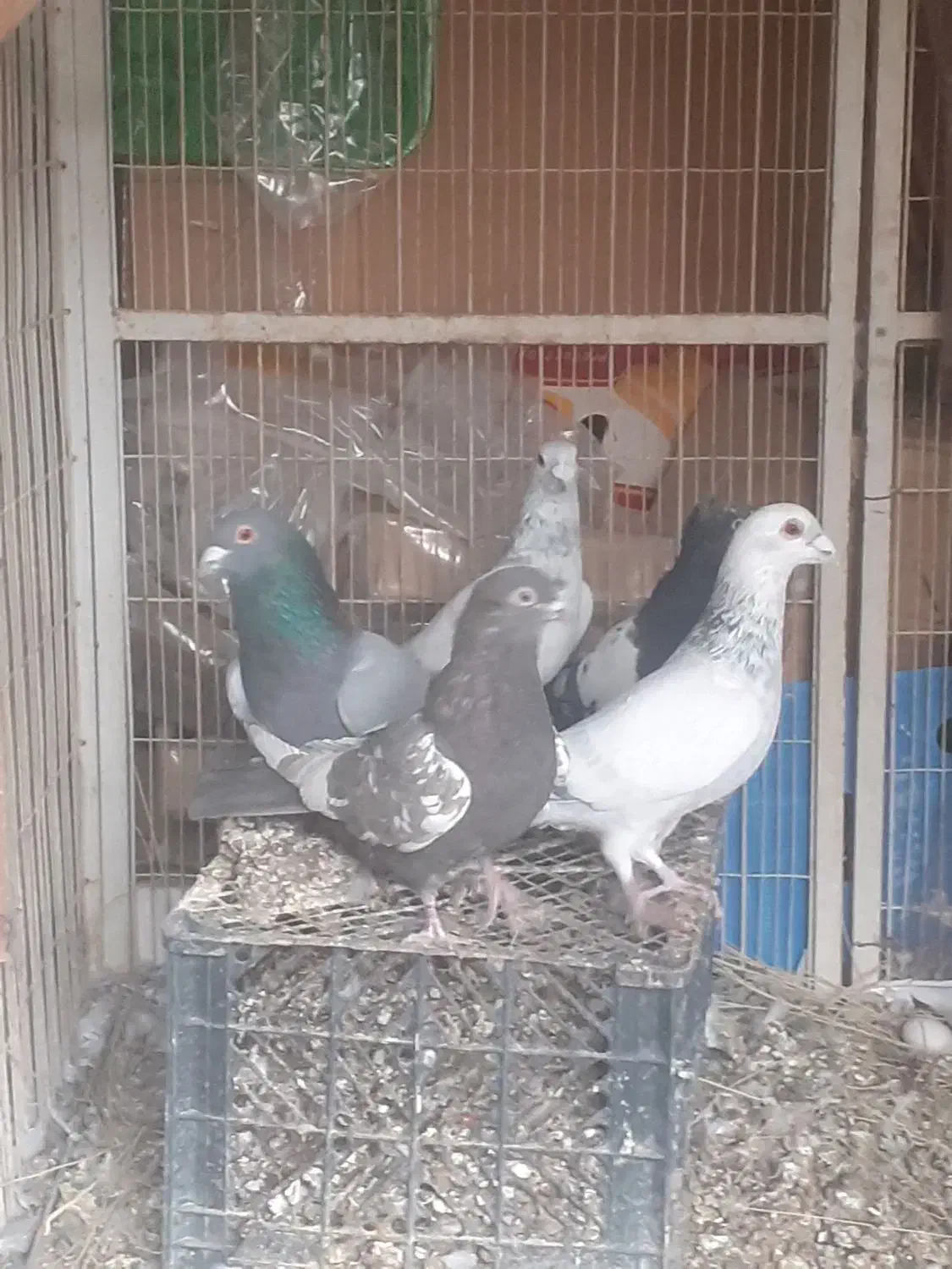 طوقی .سینه سبز .|پرنده|آباده, |دیوار