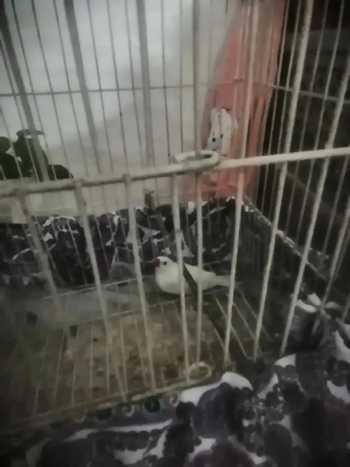 فنچ|پرنده|اصفهان, شهرک کاوه|دیوار