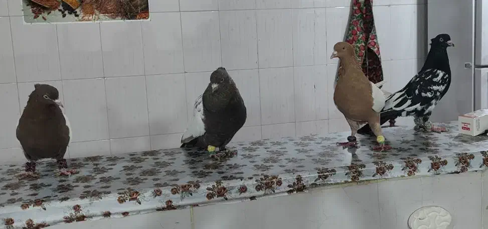 کبوتر سینه ای|پرنده|یاسوج, |دیوار