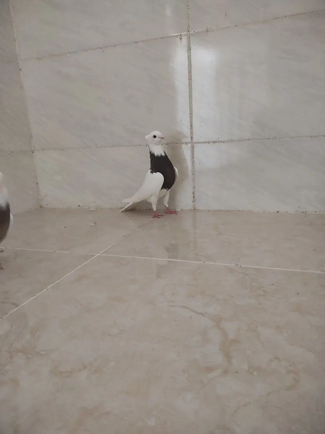 جفت ماده طوقی|پرنده|شوشتر, |دیوار