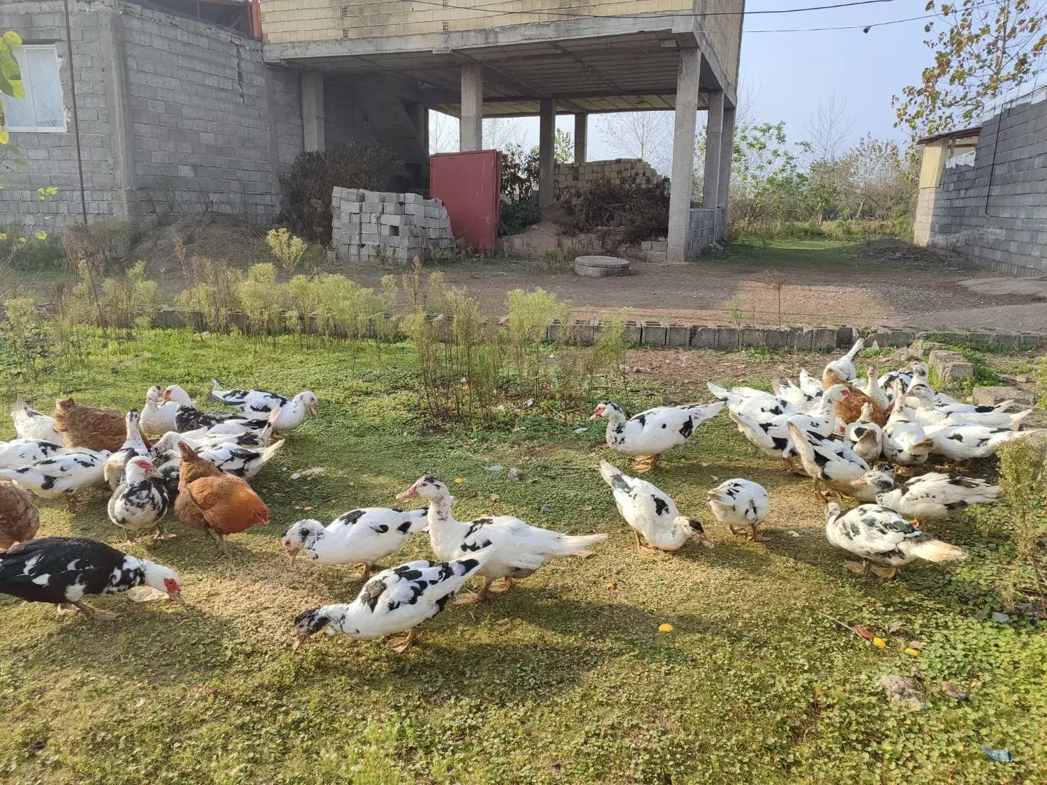 قیمت ۴۲۰۰۰۰هزار تومان|حیوانات مزرعه|کیاشهر, |دیوار