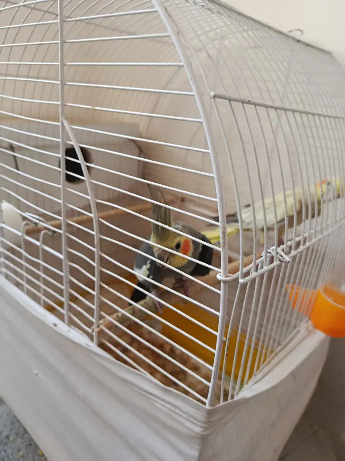 عروس هلندی|پرنده|قره ضیاالدین, |دیوار