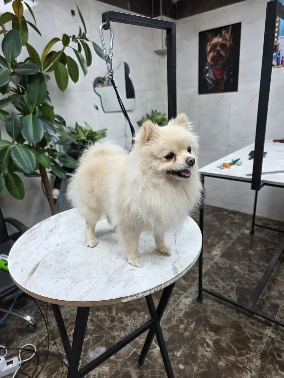 پامرهای عروسکی زیبا|سگ|هشتگرد, شهرک راه آهن|دیوار