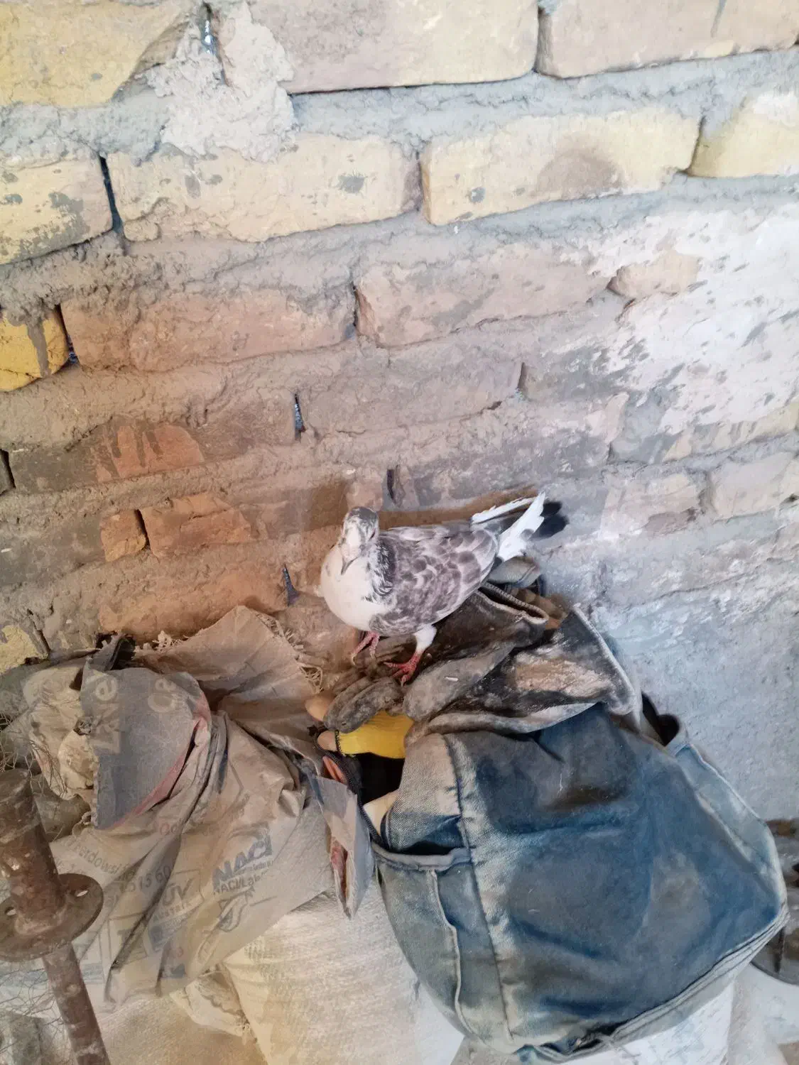 کفتر|پرنده|تربتحیدریه, طالقانی|دیوار