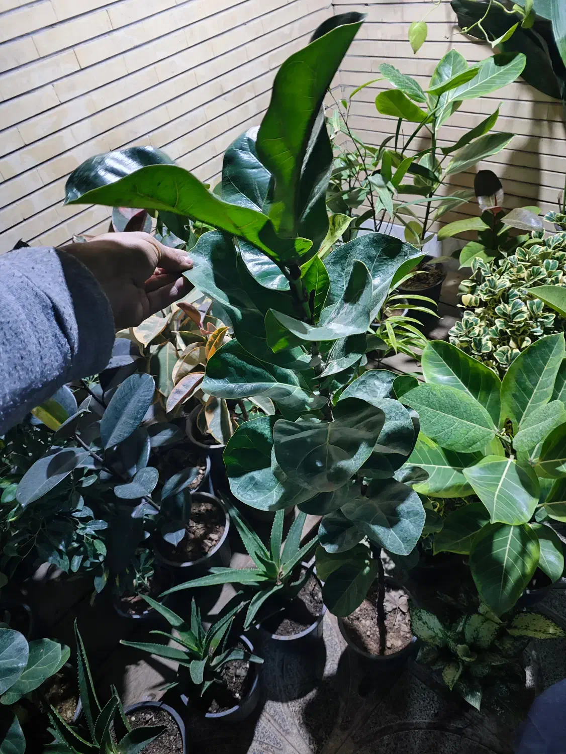 تخفیف با هدیه امروز فردا|گل و گیاه طبیعی|اصفهان, شاه پسند|دیوار