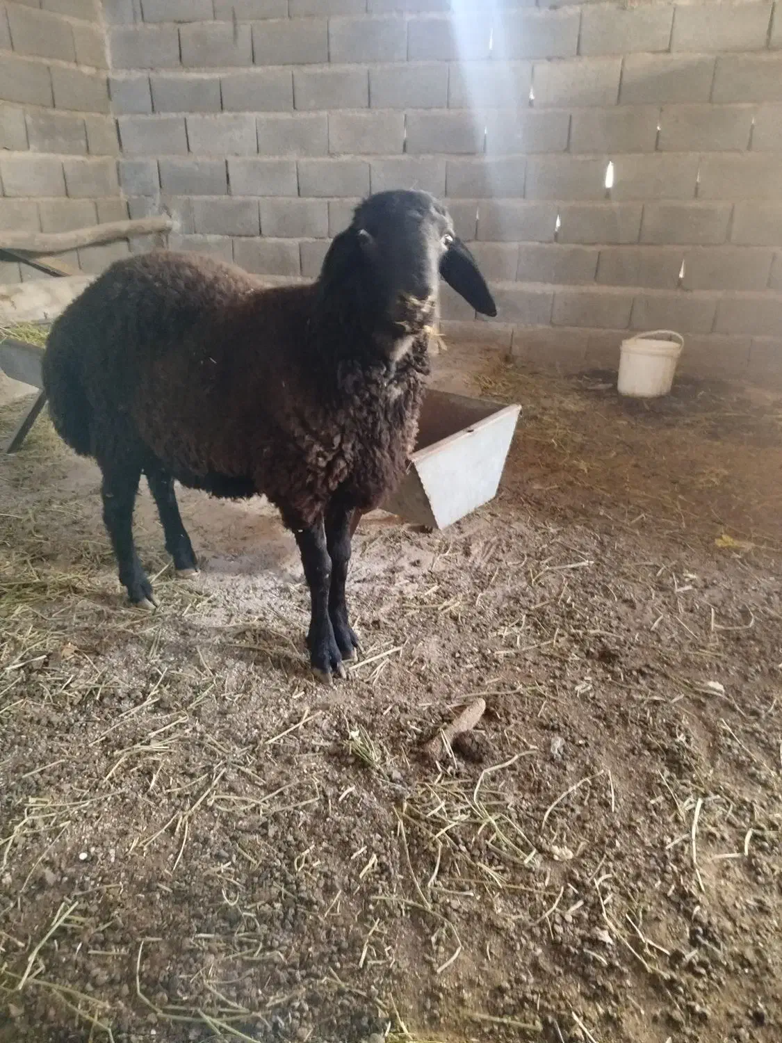 بره|حیوانات مزرعه|پیشوا, |دیوار