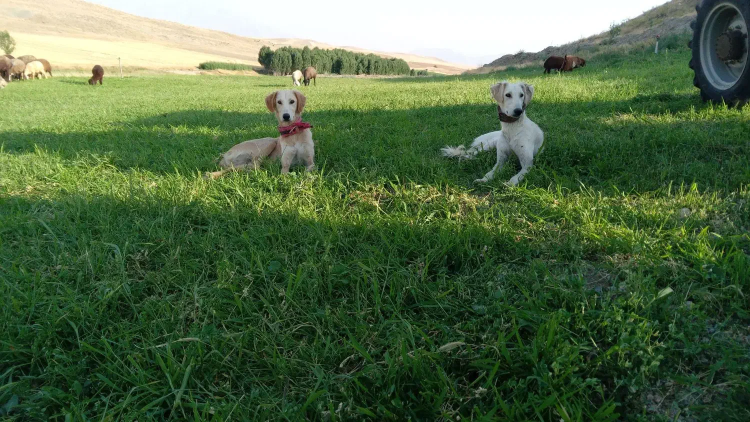 سگ دورگ تازی شکاری گله ای|سگ|سنقر, |دیوار