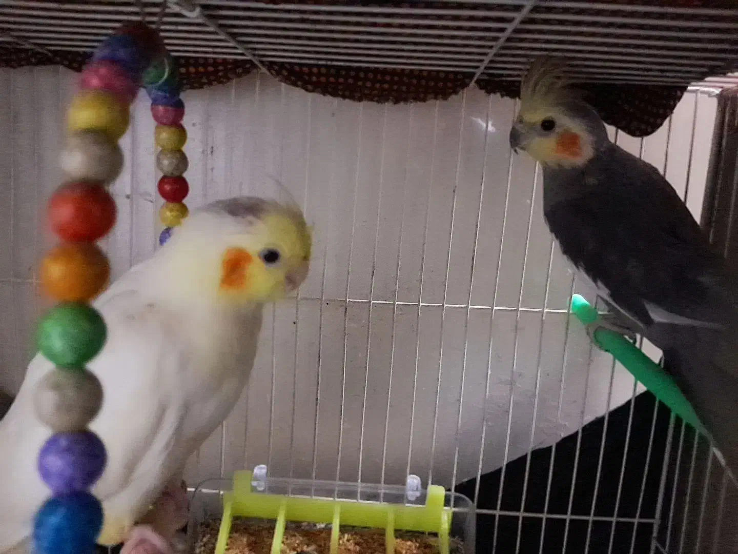 باسلام پرنده خانگی|پرنده|سلامی, |دیوار