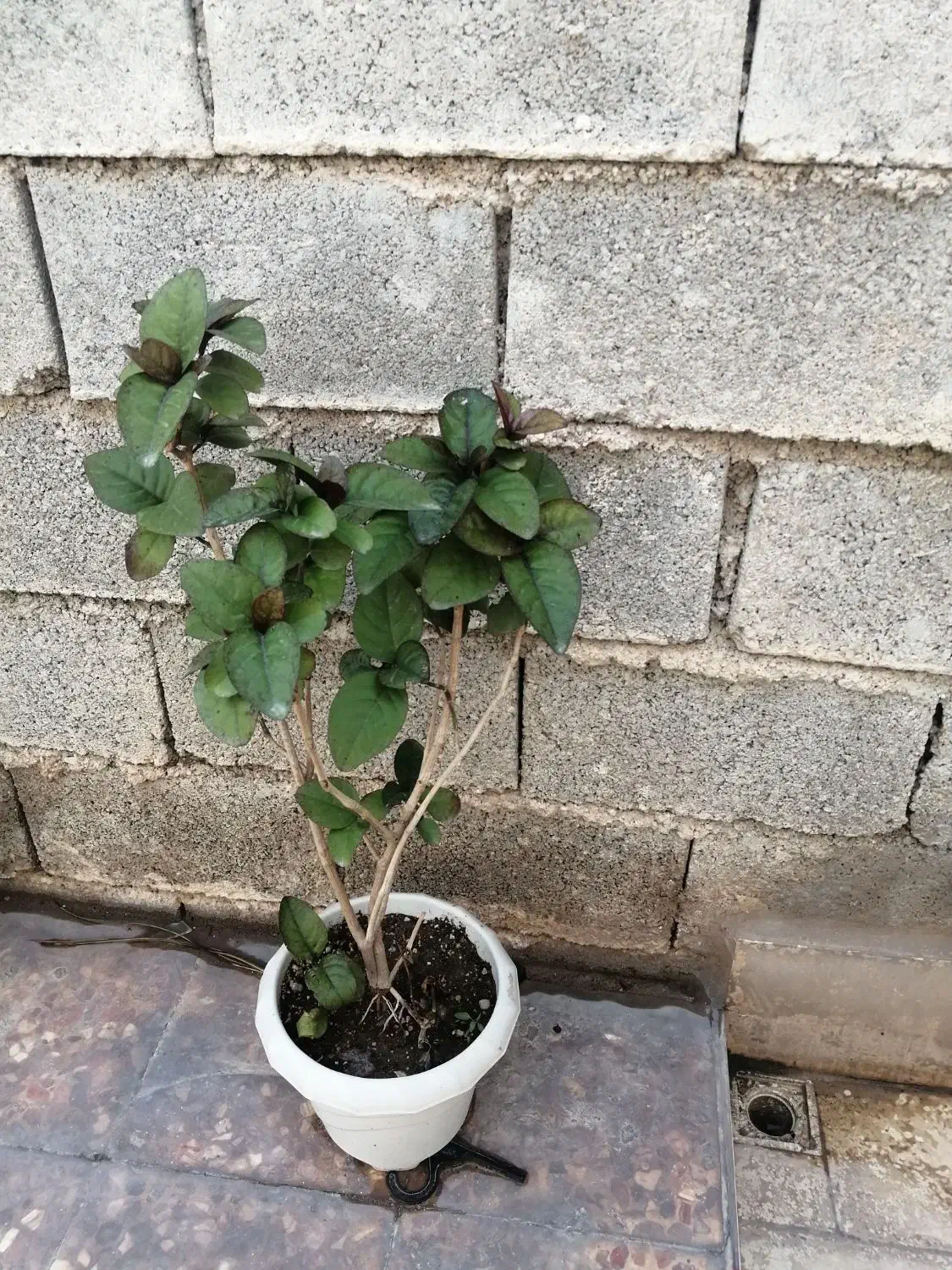 گل و گیاه|عمده‌فروشی|برازجان, |دیوار