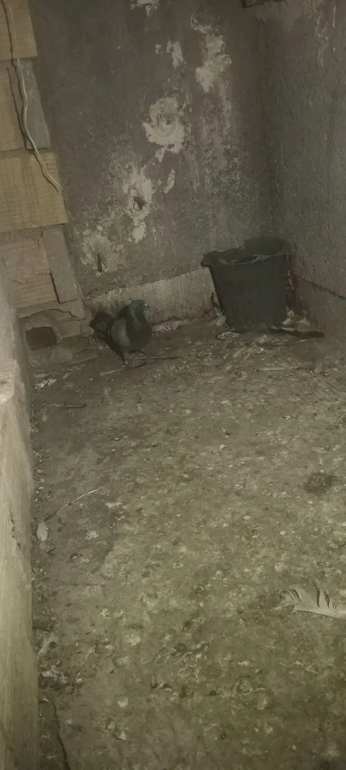 سبز|پرنده|سبزوار, رضوی|دیوار