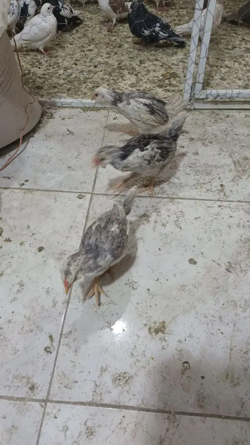 کبوتر رنگی با تهرانی|پرنده|ایلام, |دیوار