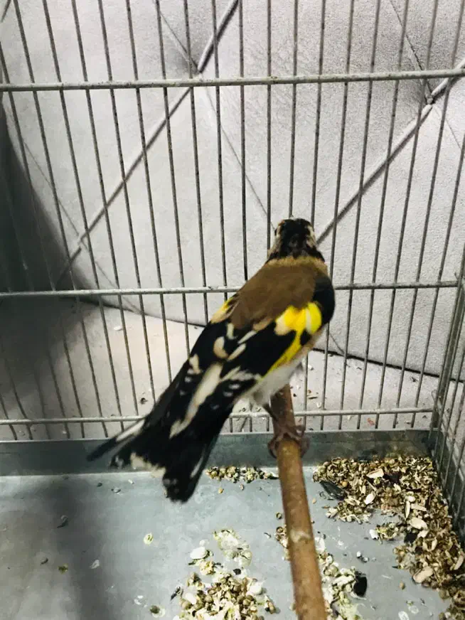 جوجه سهره رسمی گردن کلفت عطیقه|پرنده|پاکدشت, حصار امیر|دیوار