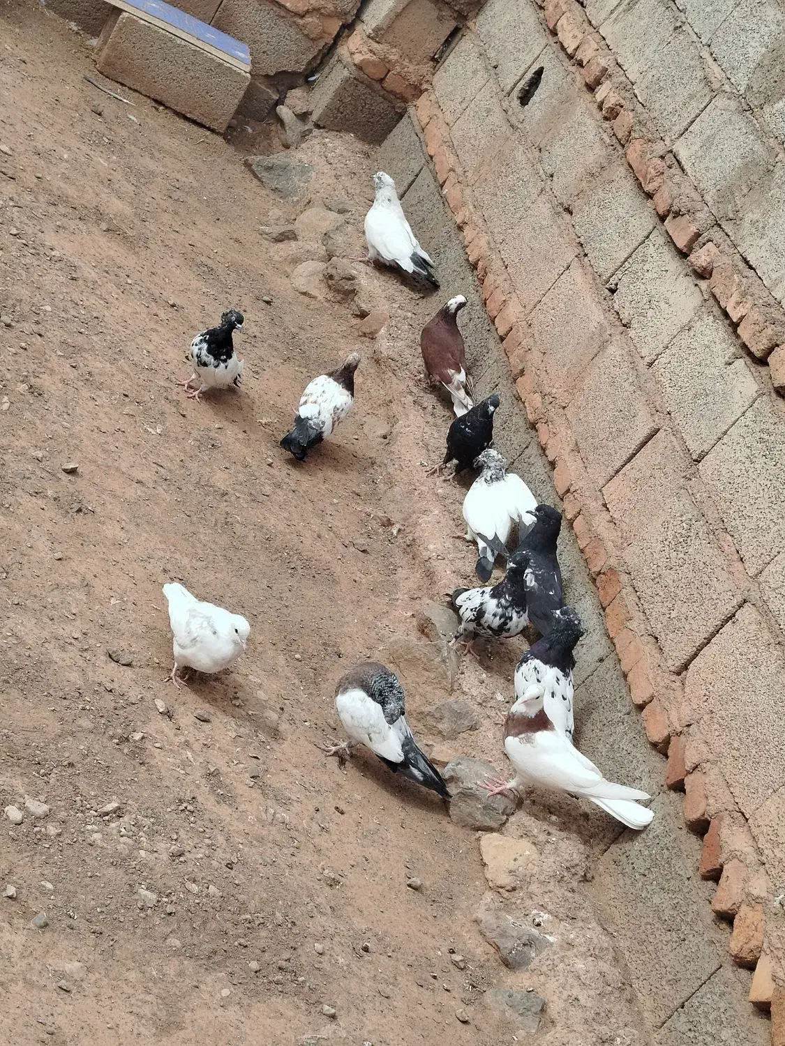 حدوداً 20تا هستش رو هم جفتی 450|پرنده|اهر, |دیوار