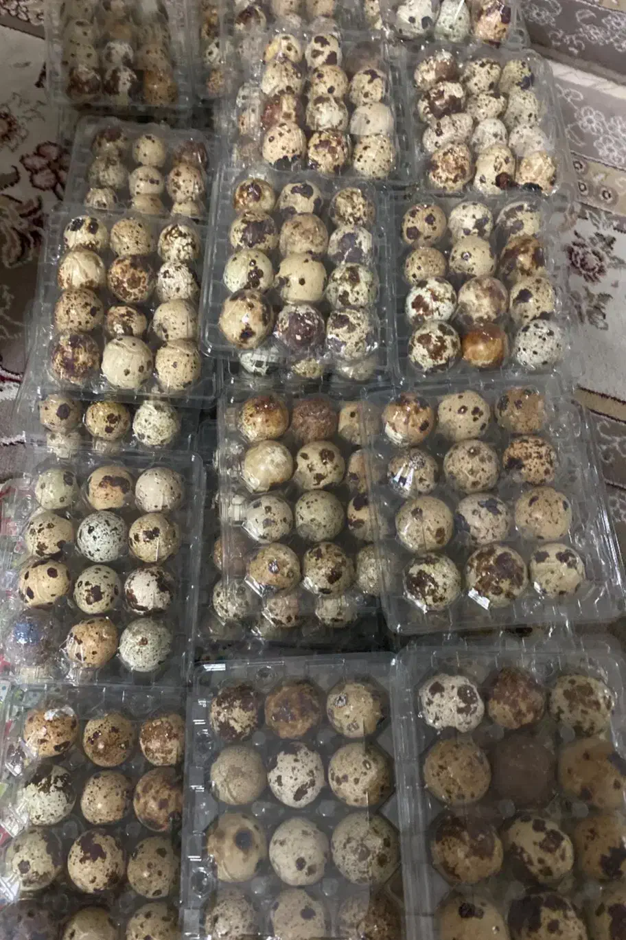 تخم بلدرچین بسته ۱۲ تایی|خوردنی و آشامیدنی|ورامین, ورامین|دیوار