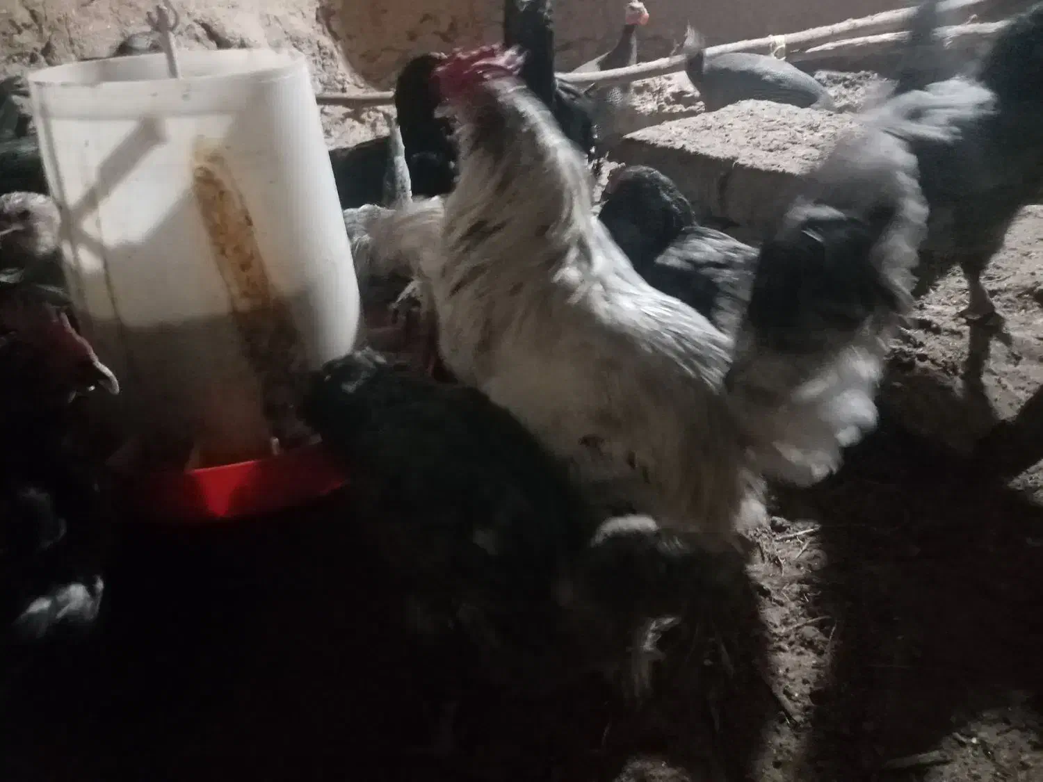 مرغ و خروس آمرکانا|حیوانات مزرعه|مهریز, |دیوار