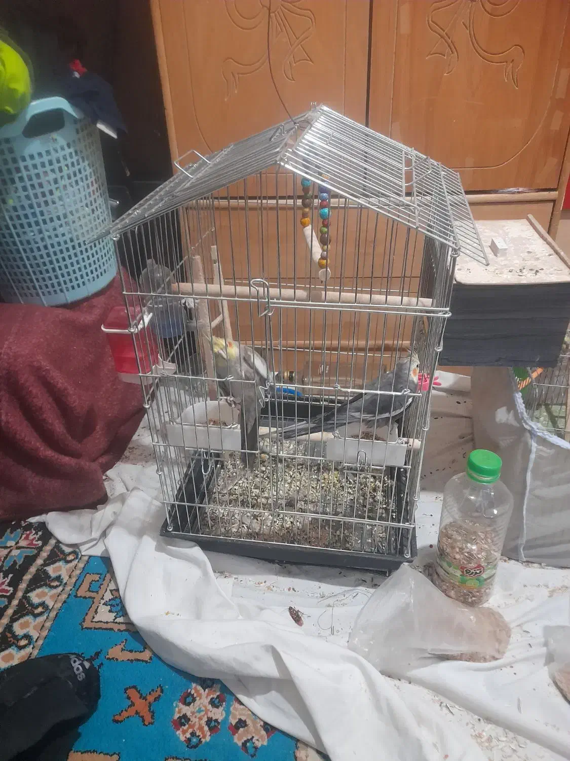 کبوتر گرگی گمشده|حیوانات|نجف‌آباد, امیرآباد|دیوار