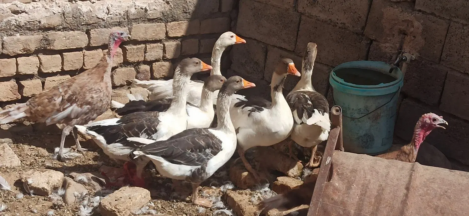 غاز|حیوانات مزرعه|جعفرآباد, |دیوار