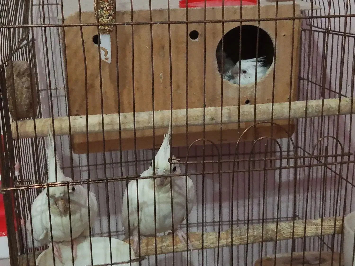 آلبینو|پرنده|اهواز, فاز ۵ پاداد|دیوار