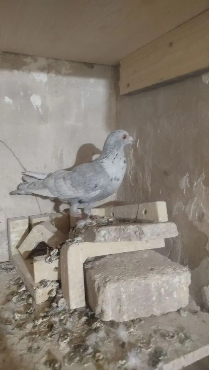 کبوتر صید|پرنده|تربت‌حیدریه, مسجد جامع|دیوار