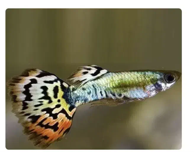 ماهی گوپی|ماهی|طسوج, |دیوار