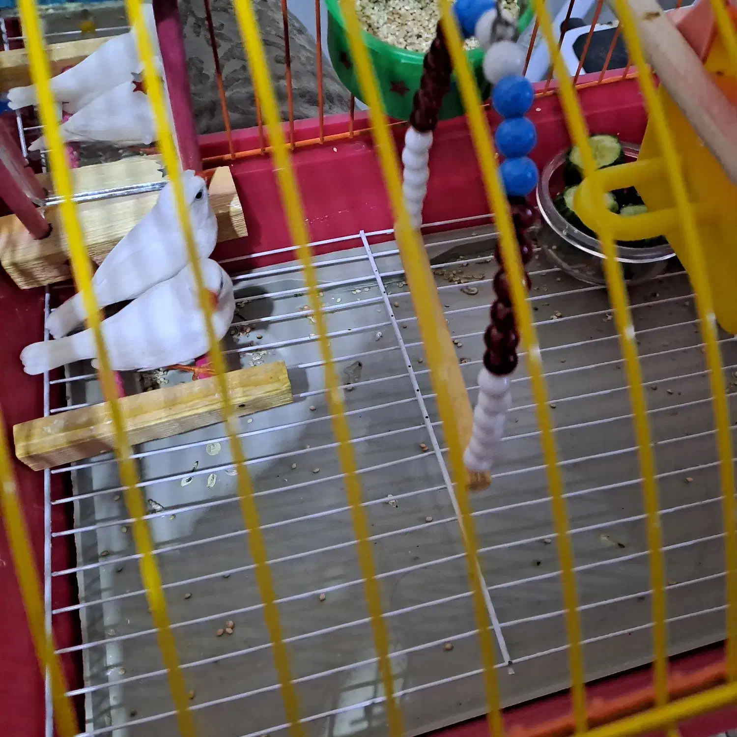 فنچ نر و ماده|پرنده|تبریز, |دیوار