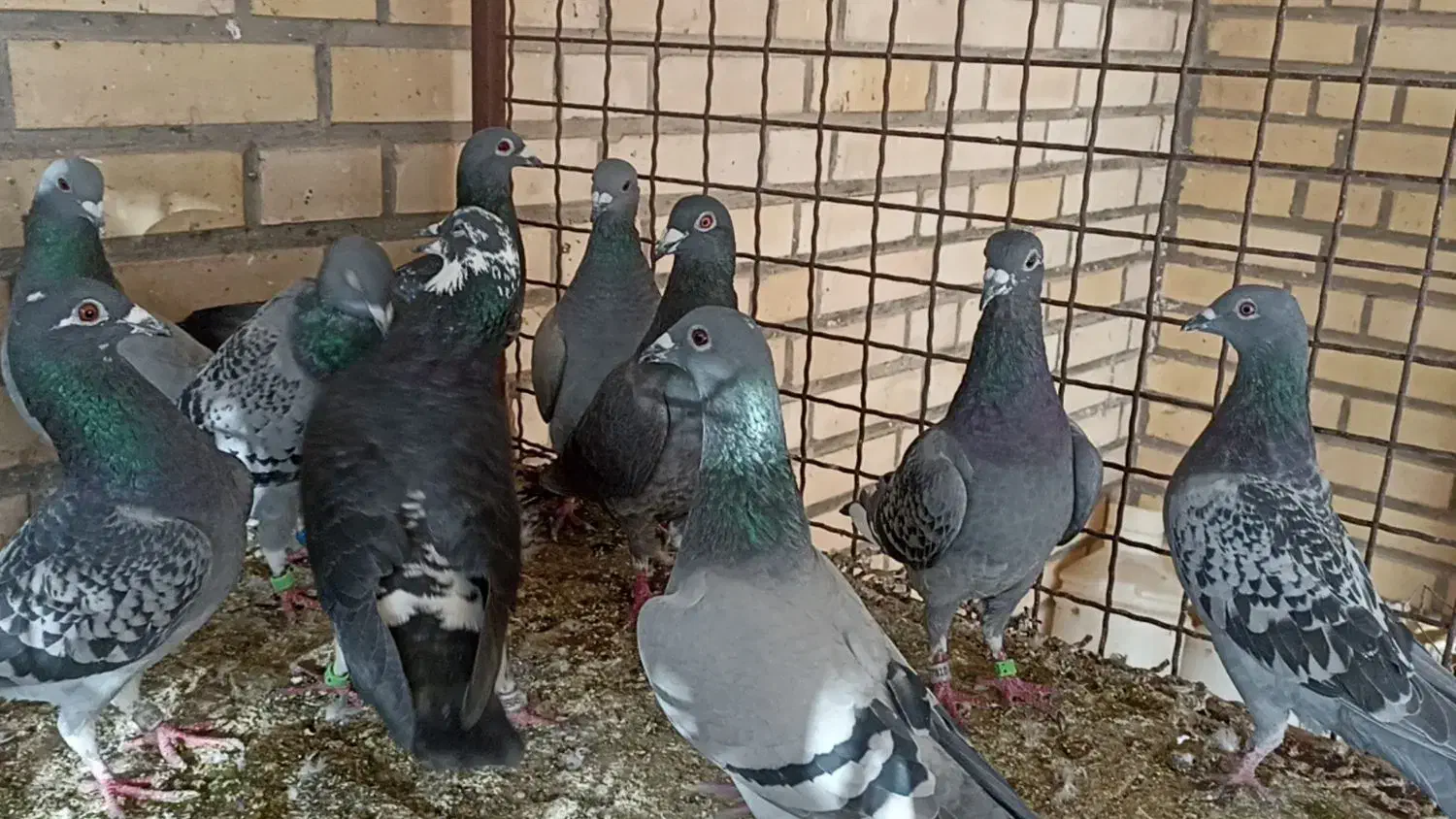 کبوتر|پرنده|باوی, |دیوار