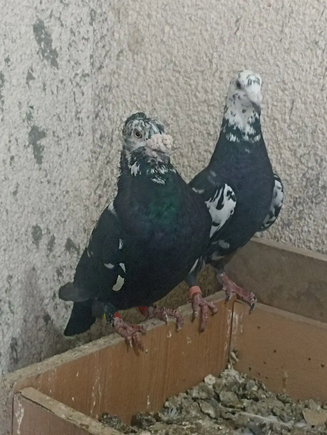 کبوتر سوسکی جفتگاه وپرش|پرنده|قلندر آباد, |دیوار