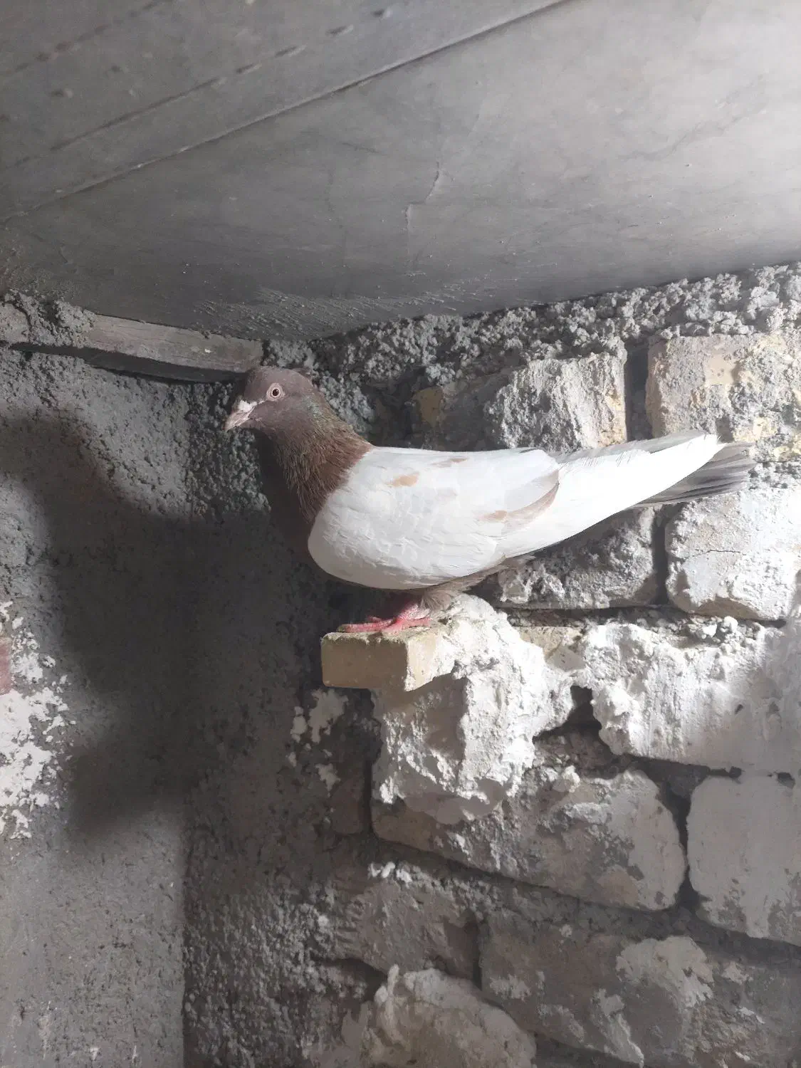 کفتر سینه تافته ای|پرنده|شیراز, کوشک میدان|دیوار