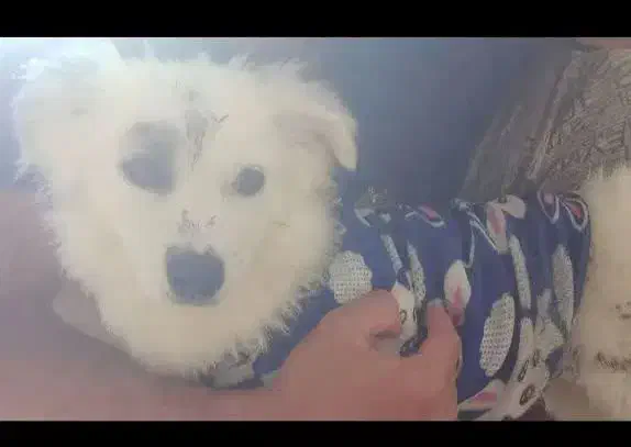 سگ پامر اشپیتز|سگ|فولادشهر, زاینده رود|دیوار