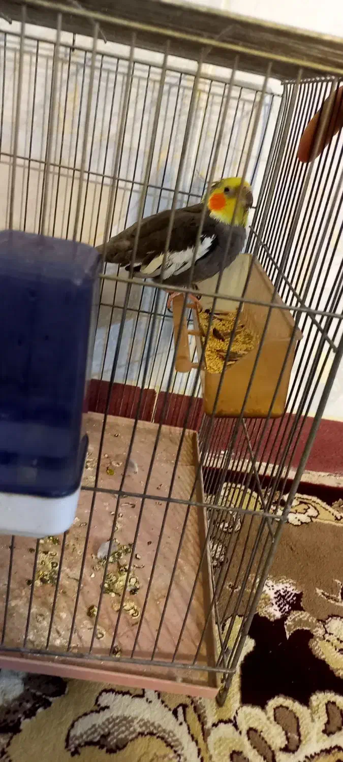 عروس هلندی سینامون نر|پرنده|هرسین, |دیوار