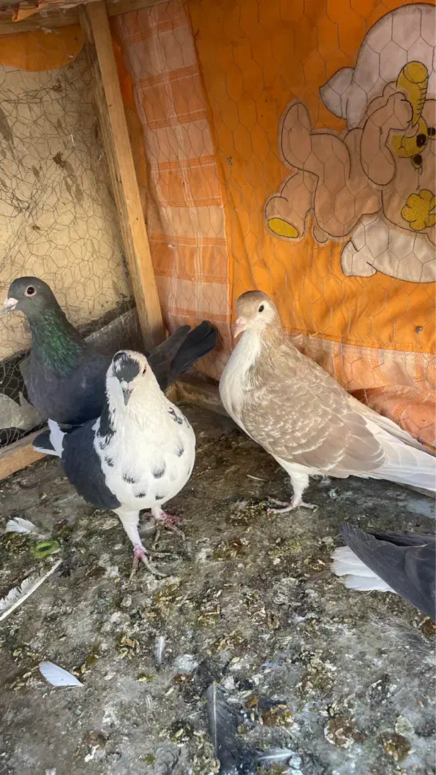 چهار عدد پرشی گرفتی نر|پرنده|سبزوار, توحیدشهر|دیوار