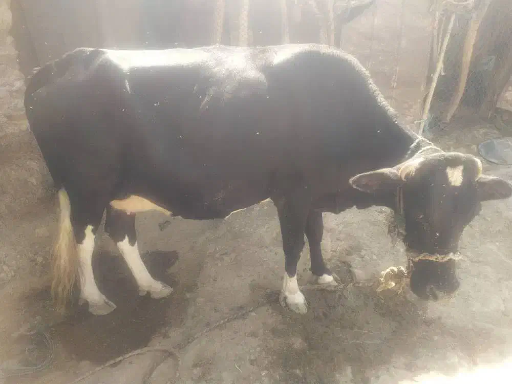 گاو پر شیر با نژاد|حیوانات مزرعه|کاکی, |دیوار