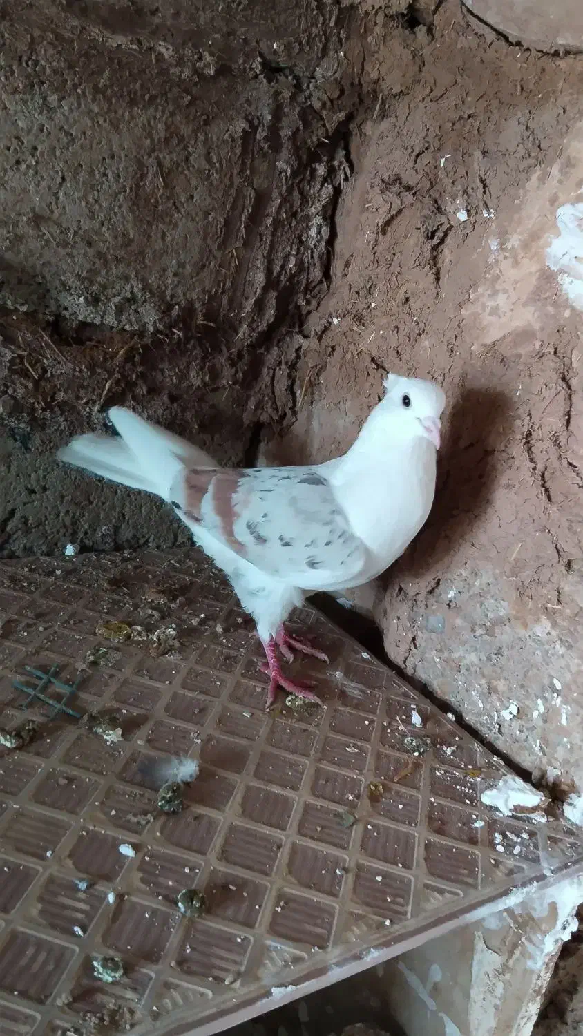 کبوتر|پرنده|چگنی, |دیوار