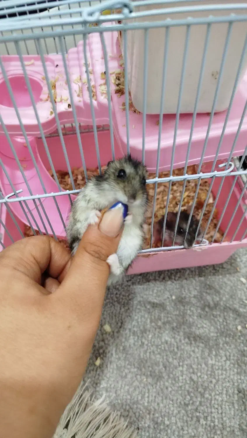 همستر|موش و خرگوش|بندر ماهشهر, |دیوار