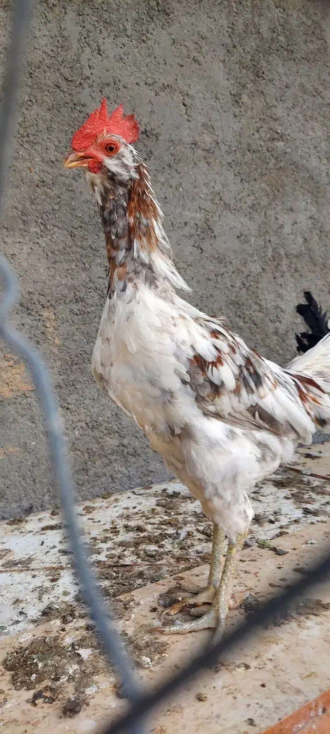 خروس گلین|حیوانات مزرعه|شاهین‌شهر, گرگاب|دیوار