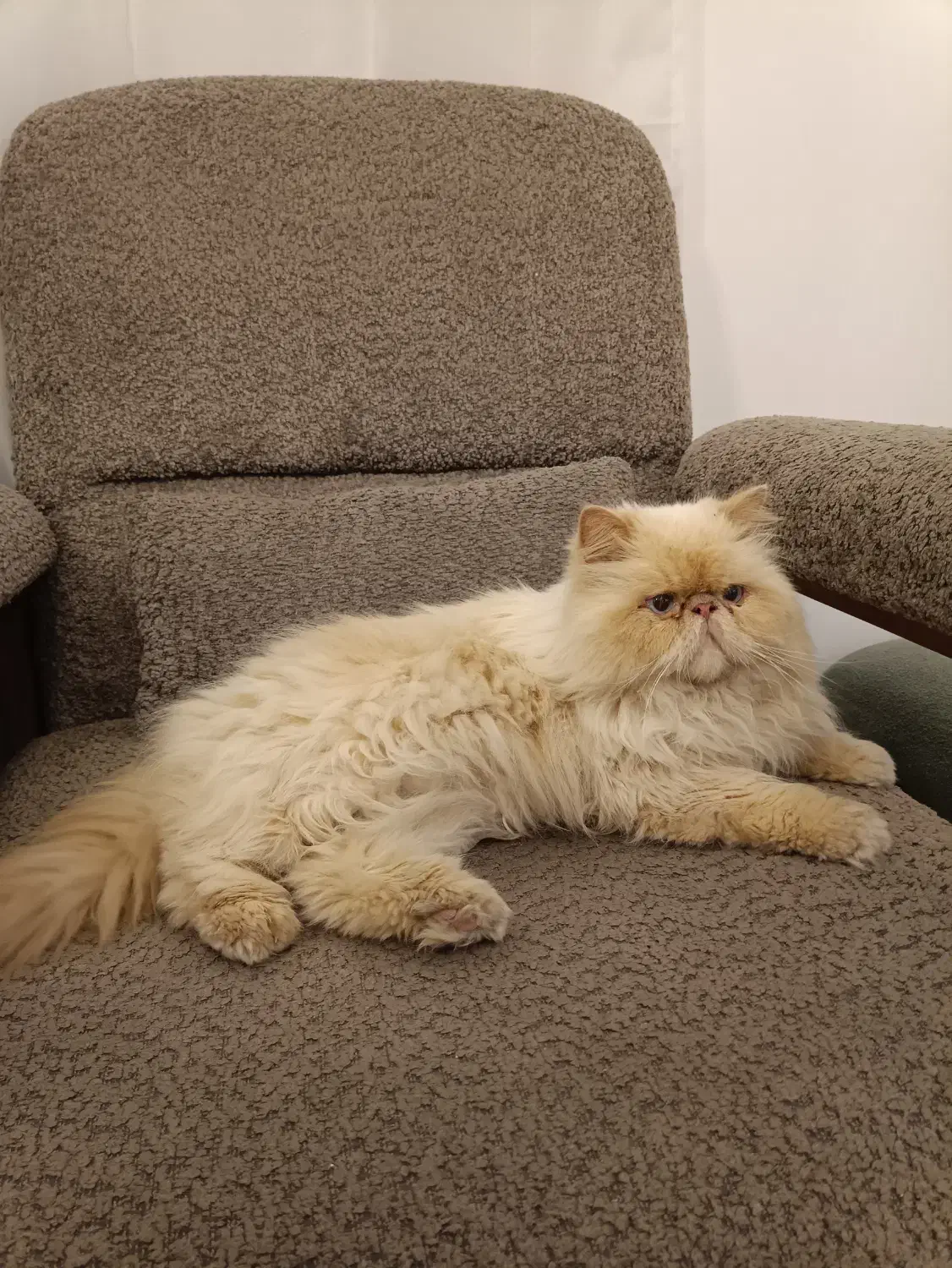 گربه ی پرشین|گربه|لواسان, |دیوار