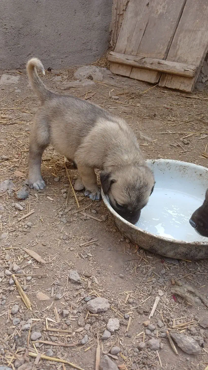 توله نر اصیل سرابی|سگ|سراب, |دیوار