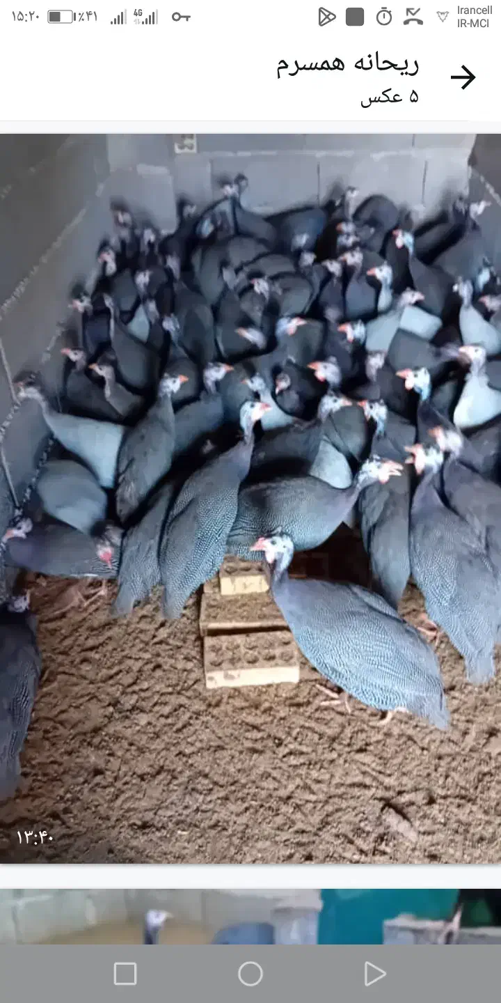 مرغ روسی(شاخدار)|حیوانات مزرعه|رودسر, |دیوار