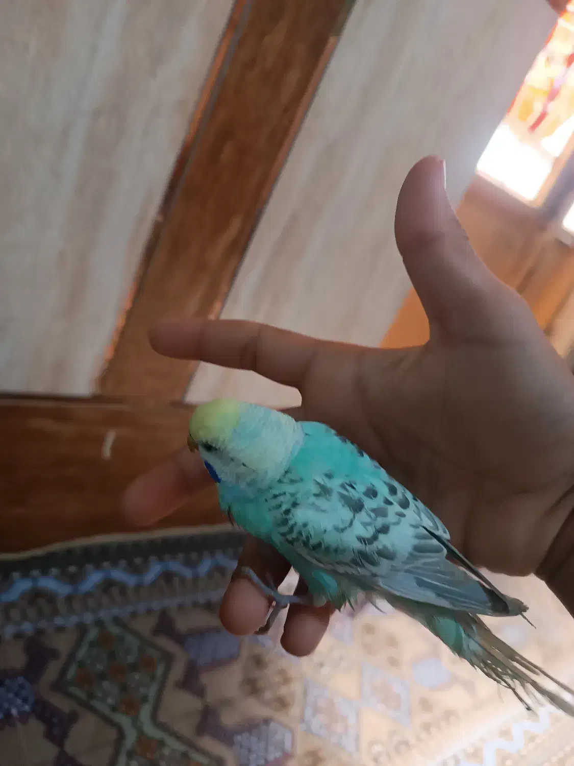 یک مرغ عشق یک فنج|پرنده|میناب, |دیوار