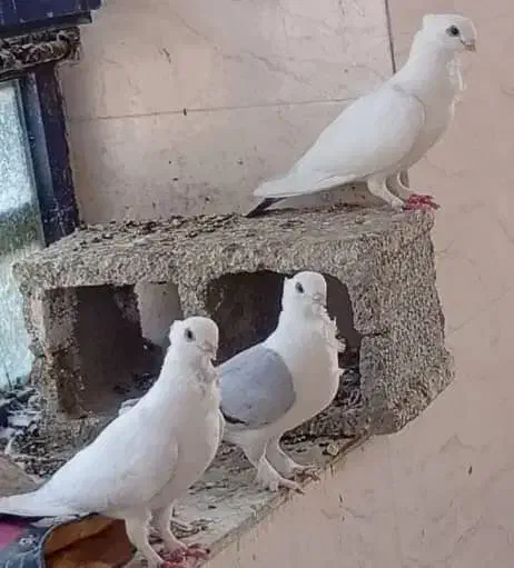 کفتر|پرنده|یاسوج, |دیوار