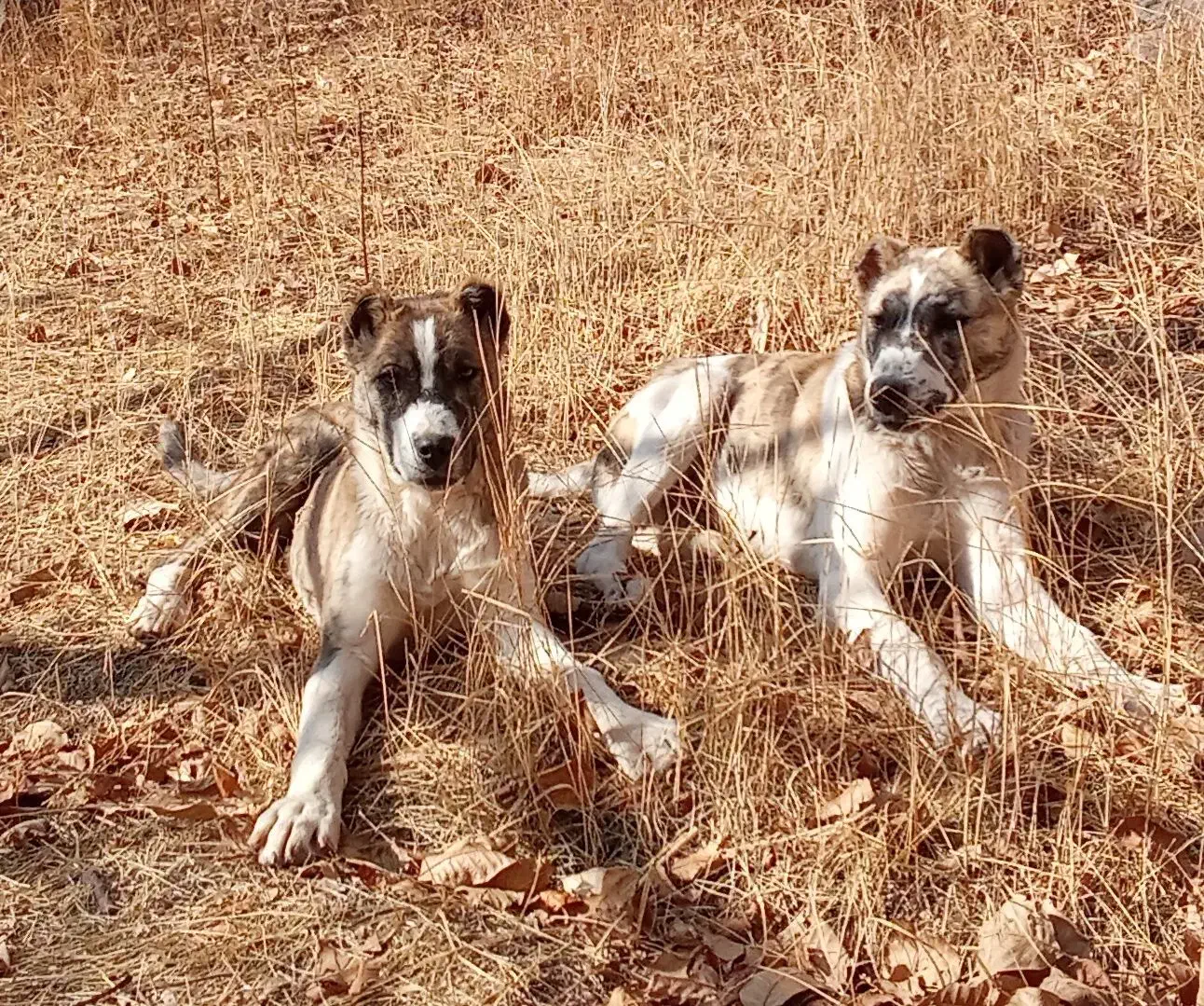 سرابی|سگ|بجنورد, |دیوار