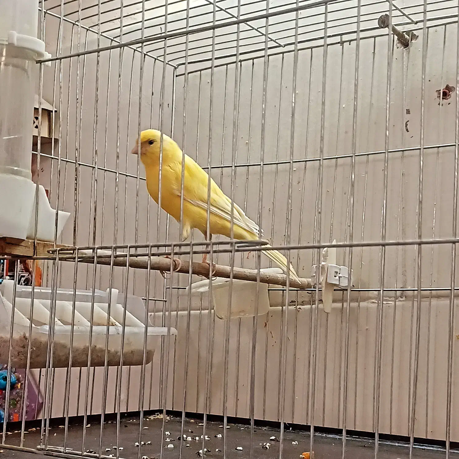 قناری نر|پرنده|پاکدشت, پاکدشت (مامازند)|دیوار