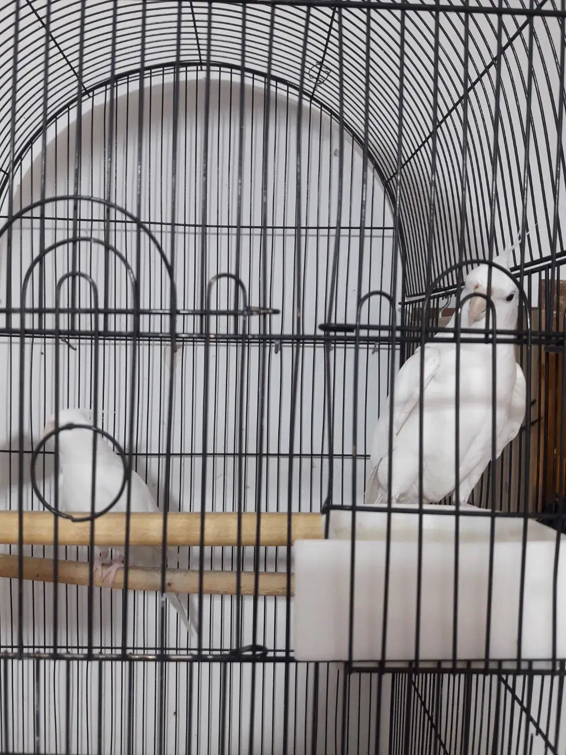 جفت عروس هلندی مولد،آلبینو،دوکت،ایزابلا،لوتینو|پرنده|ری, دیلمان|دیوار