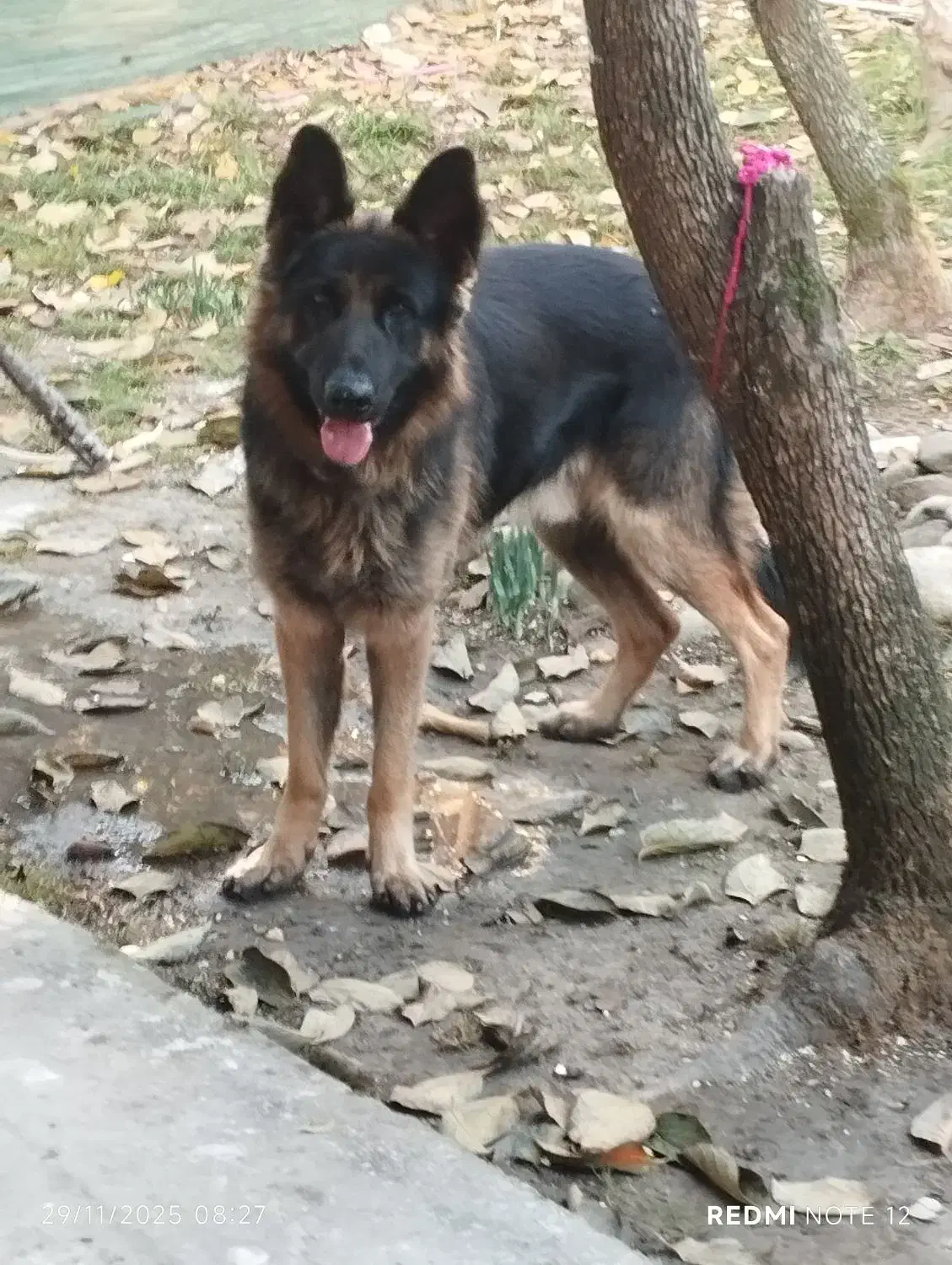 ژرمن شیپر|سگ|خرمآباد (تنکابن), |دیوار