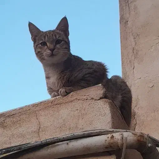 واگذاری گربه|گربه|منجیل, |دیوار